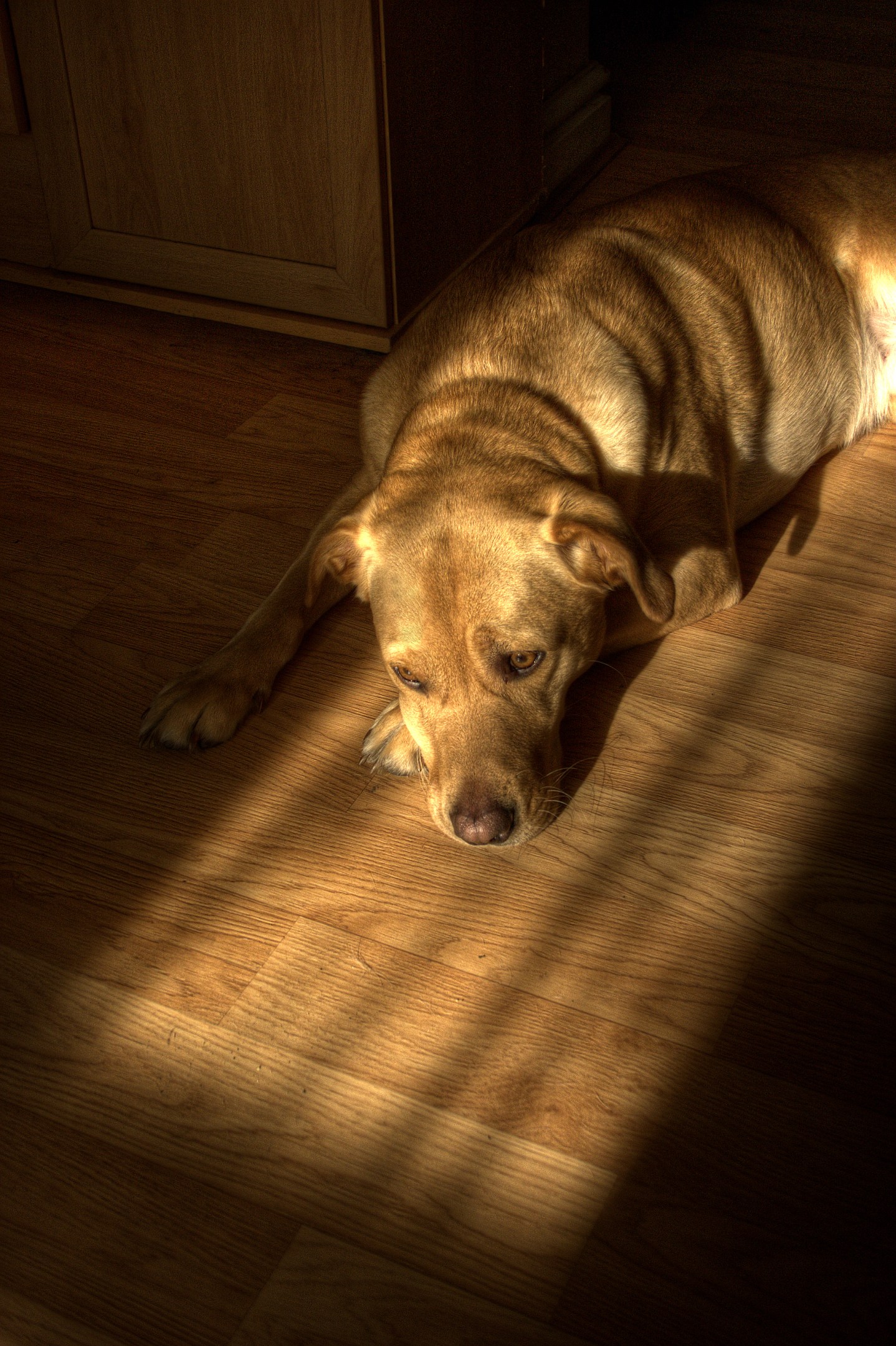 A dog lying on a floor in the rectangle of sunlight coming through a draped window.

Photo taken by jon3782001